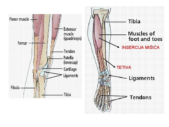 INSERCIJA MIŠIĆA TETIVA 