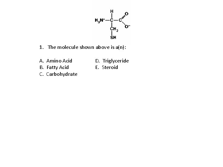 1. The molecule shown above is a(n): A. Amino Acid B. Fatty Acid C.