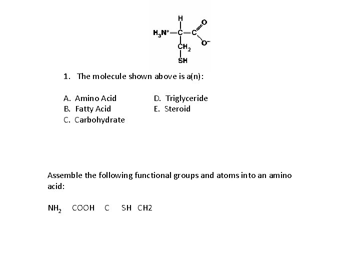 1. The molecule shown above is a(n): A. Amino Acid B. Fatty Acid C.