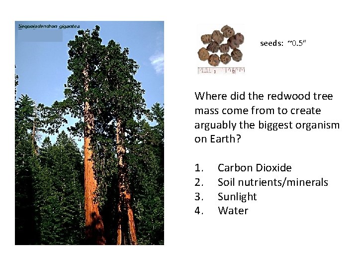 seeds: ~0. 5” Where did the redwood tree mass come from to create arguably