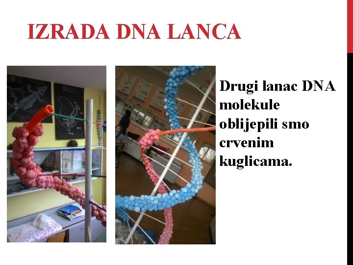IZRADA DNA LANCA Drugi lanac DNA molekule oblijepili smo crvenim kuglicama. 
