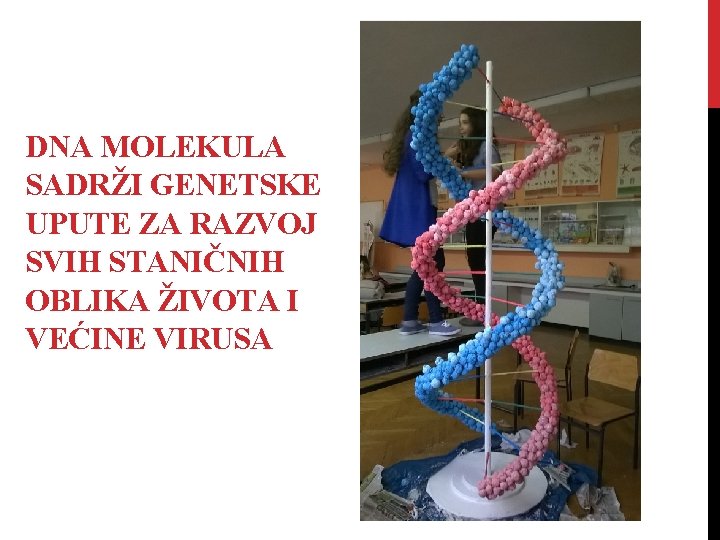 DNA MOLEKULA SADRŽI GENETSKE UPUTE ZA RAZVOJ SVIH STANIČNIH OBLIKA ŽIVOTA I VEĆINE VIRUSA