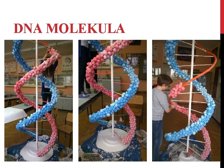 DNA MOLEKULA 