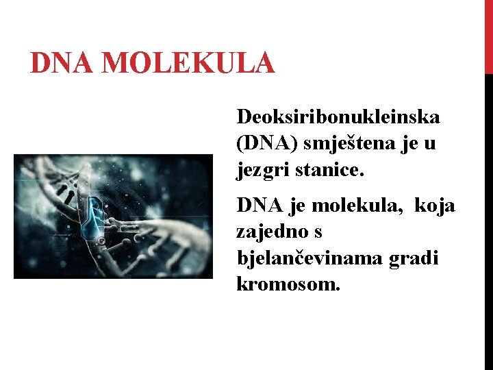 DNA MOLEKULA Deoksiribonukleinska (DNA) smještena je u jezgri stanice. DNA je molekula, koja zajedno