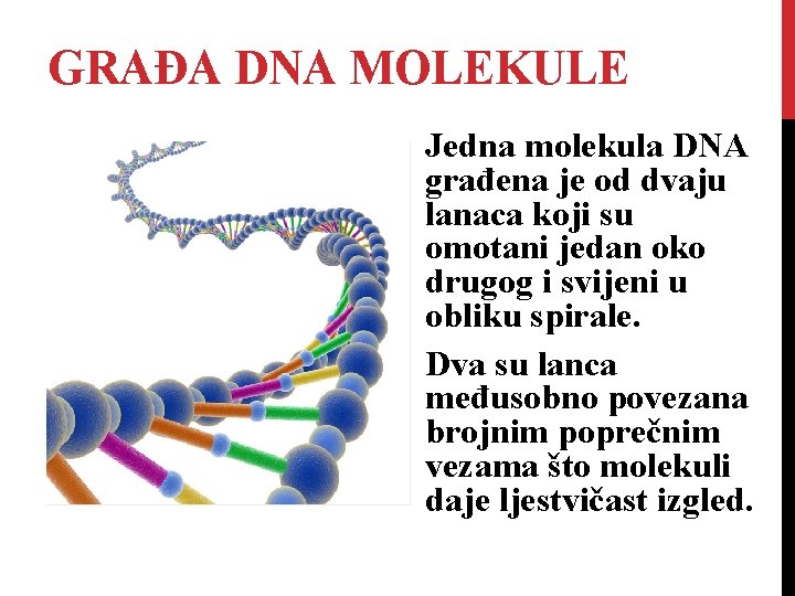 GRAĐA DNA MOLEKULE Jedna molekula DNA građena je od dvaju lanaca koji su omotani