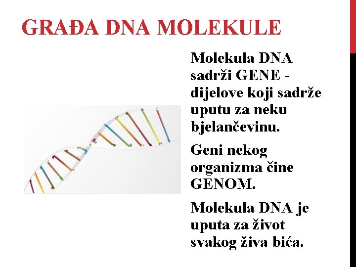 GRAĐA DNA MOLEKULE Molekula DNA sadrži GENE dijelove koji sadrže uputu za neku bjelančevinu.