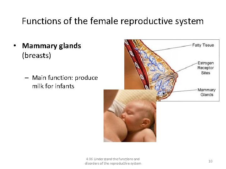 Functions of the female reproductive system • Mammary glands (breasts) – Main function: produce