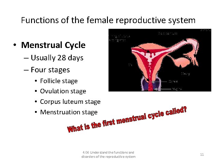 Functions of the female reproductive system • Menstrual Cycle – Usually 28 days –