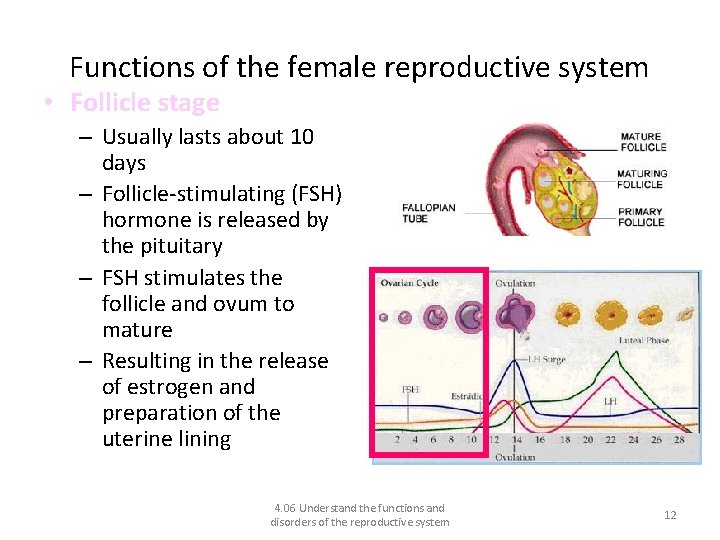 Functions of the female reproductive system • Follicle stage – Usually lasts about 10
