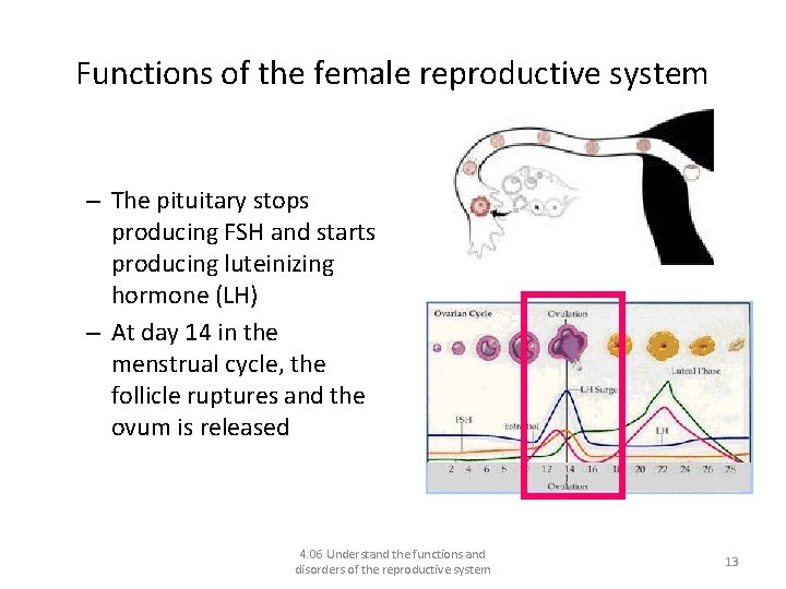 Functions of the female reproductive system • Ovulation stage – The pituitary stops producing