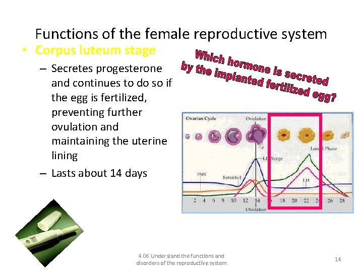 Functions of the female reproductive system • Corpus luteum stage – Secretes progesterone and