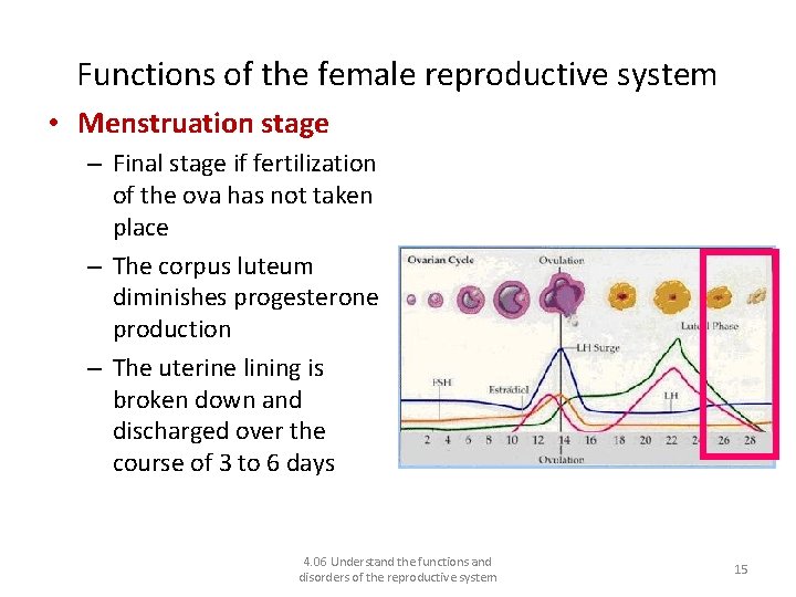 Functions of the female reproductive system • Menstruation stage – Final stage if fertilization