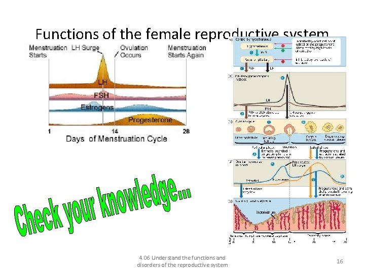 Functions of the female reproductive system 4. 06 Understand the functions and disorders of