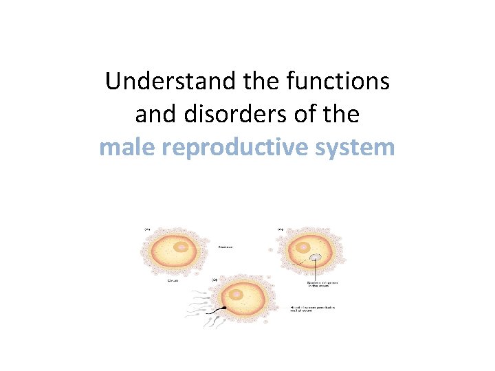 Understand the functions and disorders of the male reproductive system 
