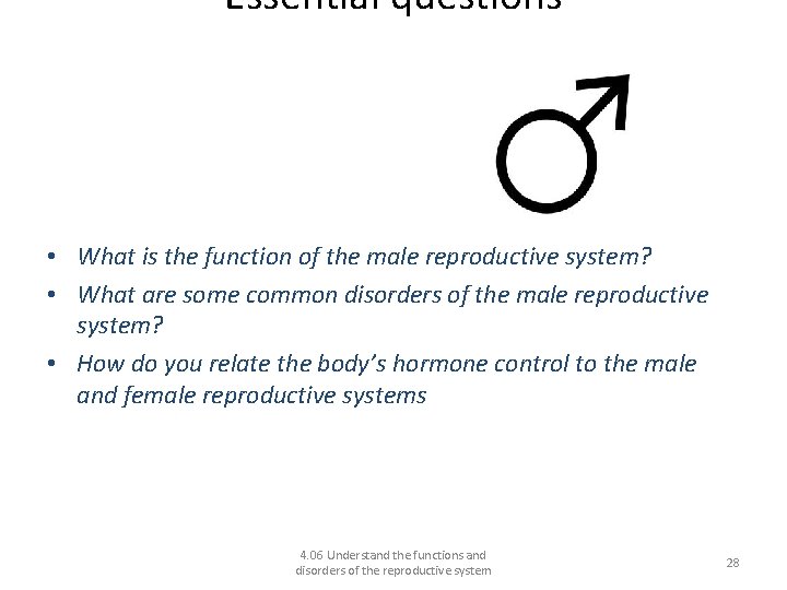 Essential questions • What is the function of the male reproductive system? • What