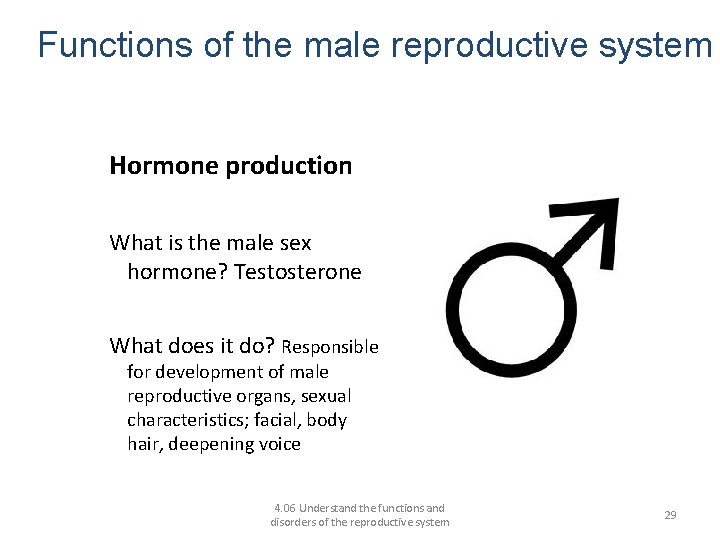 Functions of the male reproductive system Hormone production What is the male sex hormone?