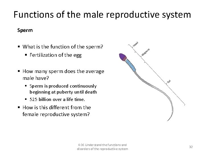 Functions of the male reproductive system Sperm § What is the function of the