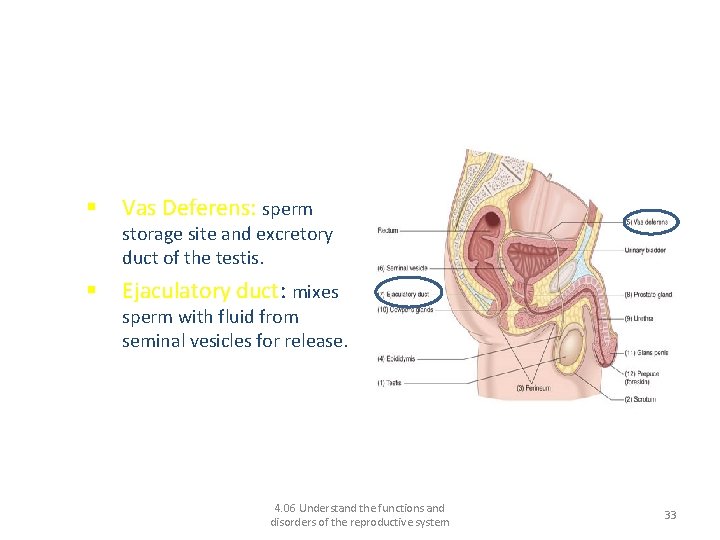Functions of the male reproductive system: Discuss the functions of these structures: § Vas