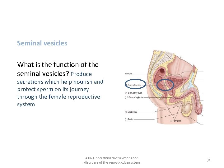 Functions of the male reproductive system: Seminal vesicles What is the function of the