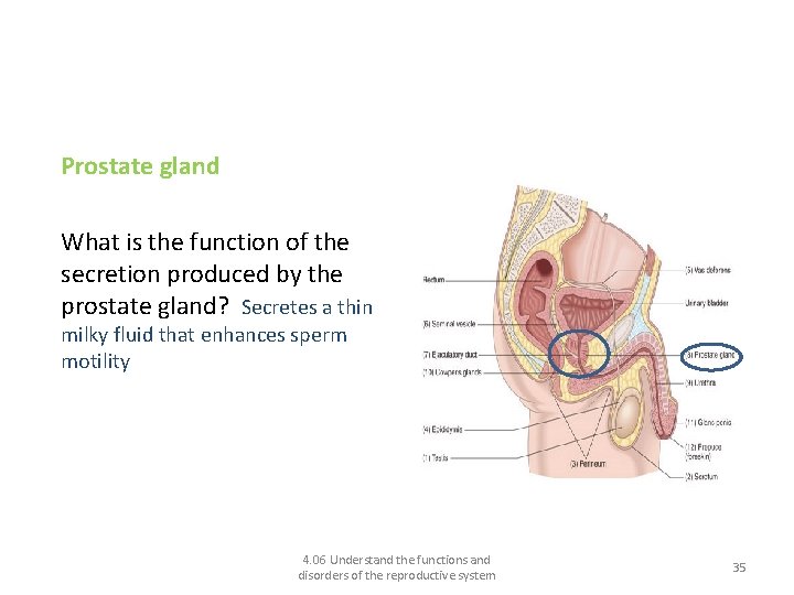 Functions of the male reproductive system: Prostate gland What is the function of the
