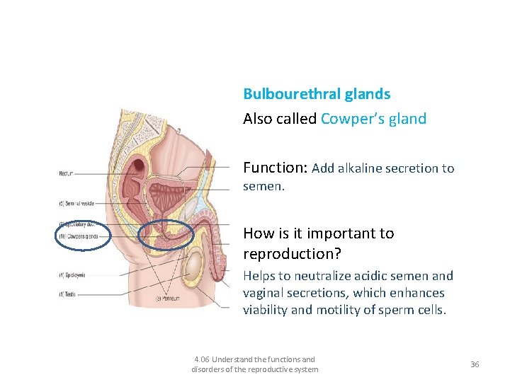 Functions of the male reproductive system: Bulbourethral glands Also called Cowper’s gland Function: Add