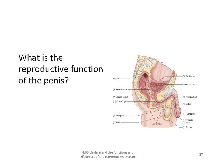 Functions of the male reproductive system: What is the reproductive function of the penis?