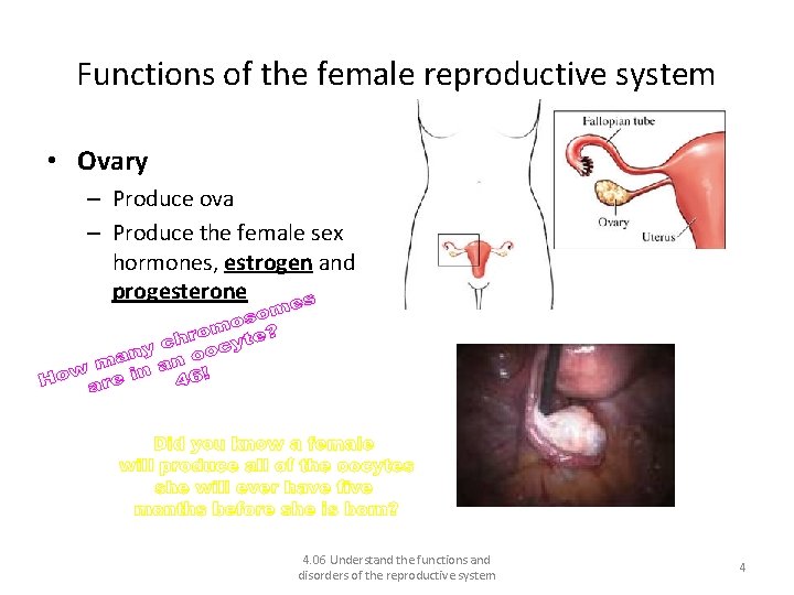 Functions of the female reproductive system • Ovary – Produce ova – Produce the