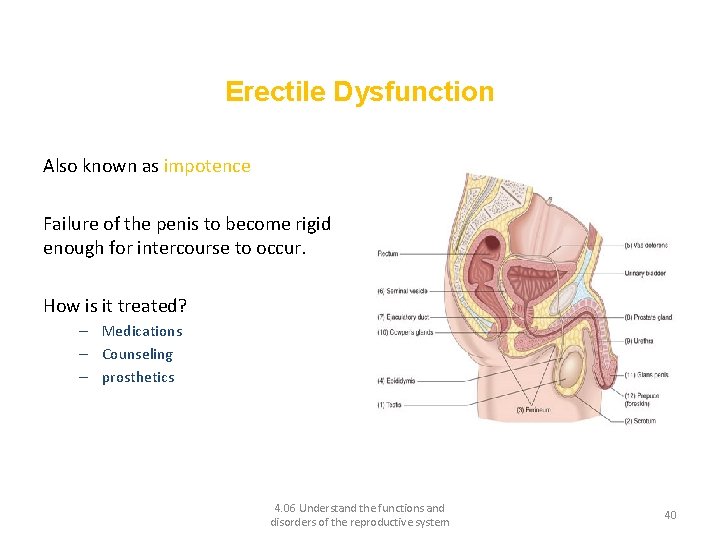 Disorders of the male reproductive system and their treatments Erectile Dysfunction Also known as