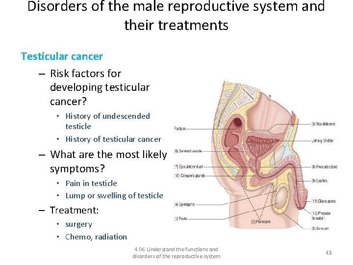 Disorders of the male reproductive system and their treatments Testicular cancer – Risk factors