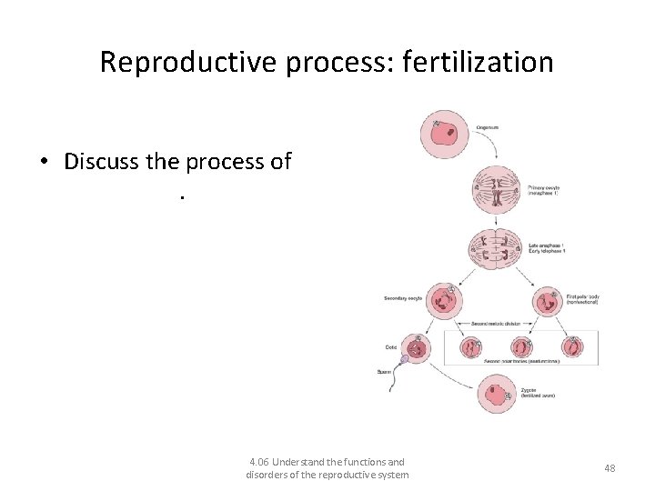 Reproductive process: fertilization • Discuss the process of conception. 4. 06 Understand the functions