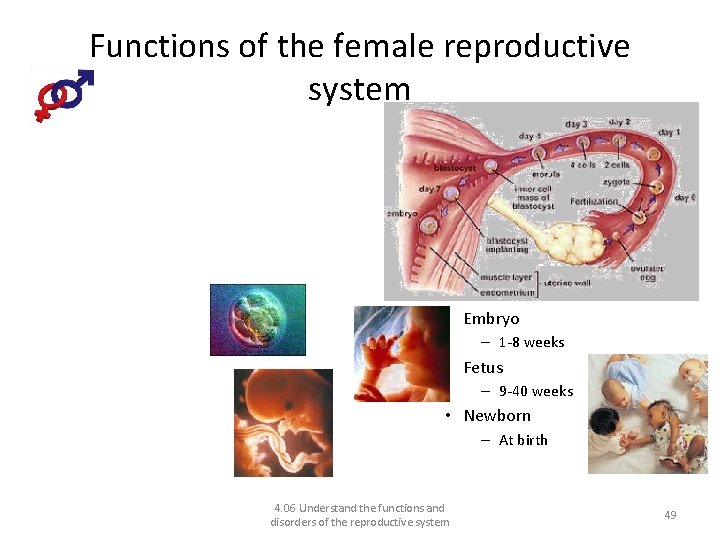 Functions of the female reproductive system Pregnancy – Define pregnancy – What is the