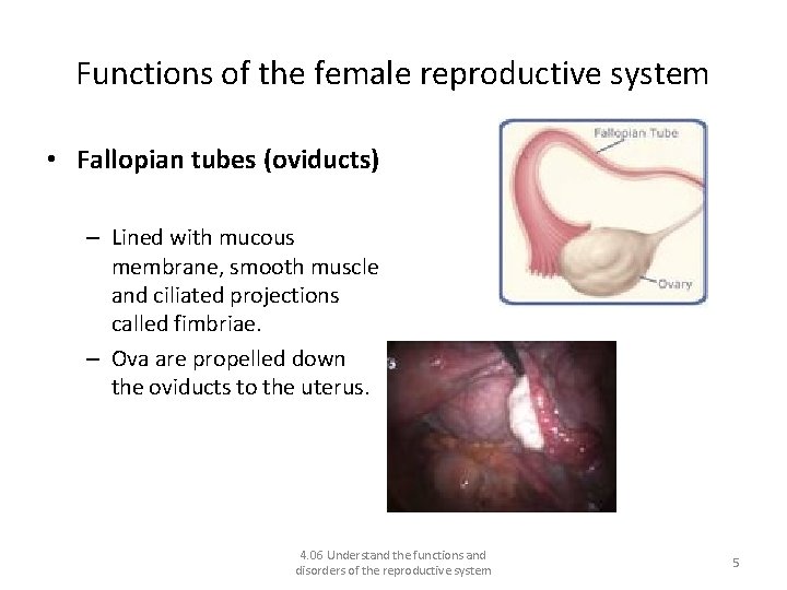 Functions of the female reproductive system • Fallopian tubes (oviducts) – Lined with mucous