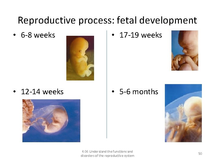 Reproductive process: fetal development • 6 -8 weeks • 17 -19 weeks • 12