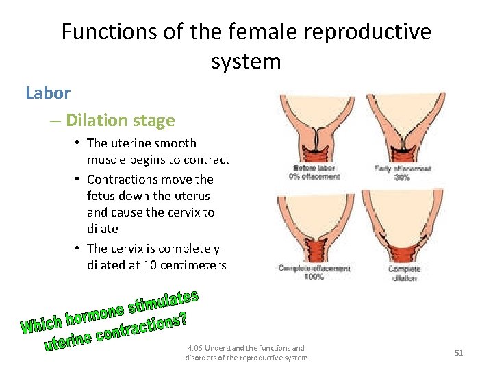 Functions of the female reproductive system Labor – Dilation stage • The uterine smooth