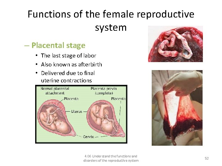 Functions of the female reproductive system – Placental stage • The last stage of
