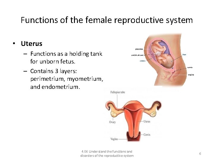 Functions of the female reproductive system • Uterus – Functions as a holding tank