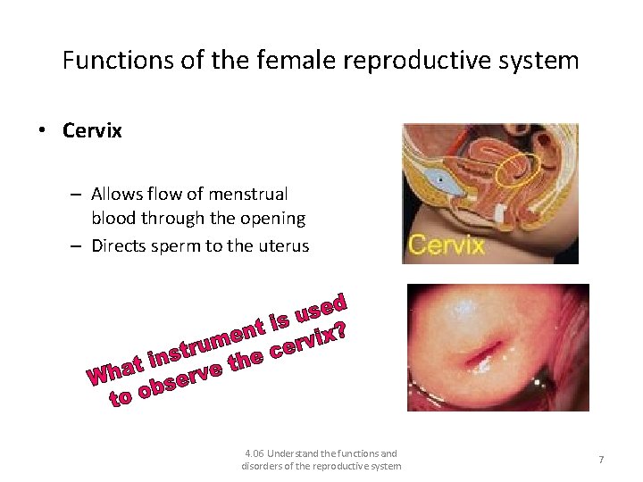 Functions of the female reproductive system • Cervix – Allows flow of menstrual blood