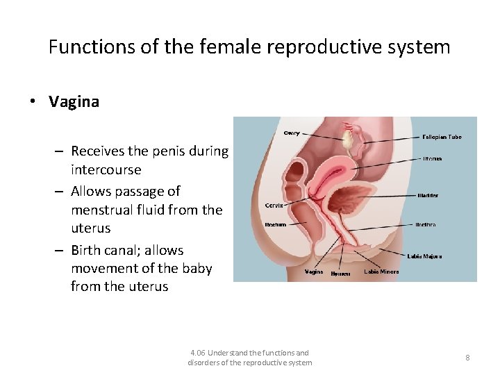 Functions of the female reproductive system • Vagina – Receives the penis during intercourse