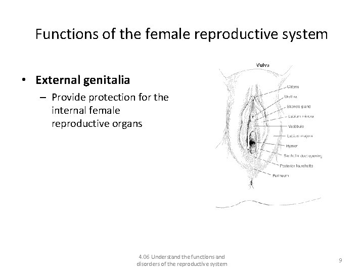 Functions of the female reproductive system • External genitalia – Provide protection for the