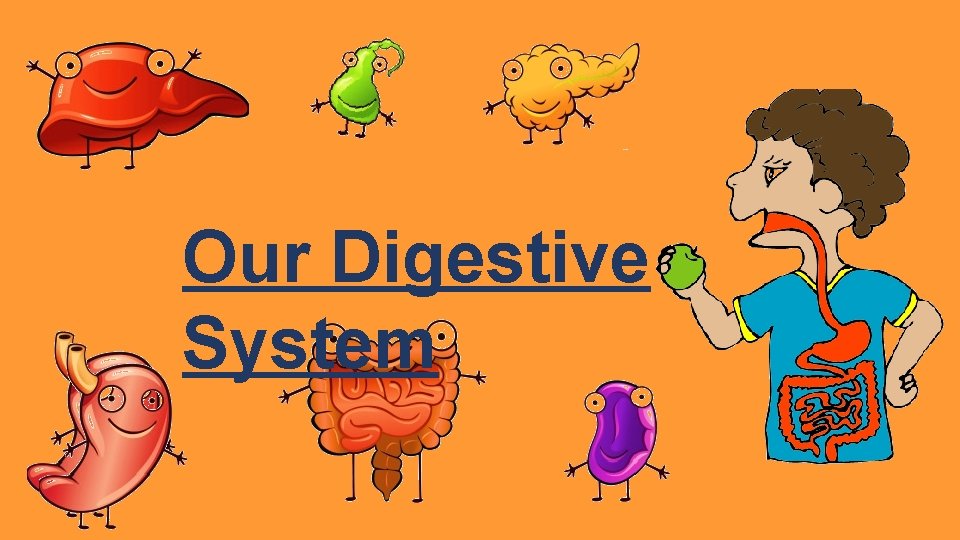 Our Digestive System 