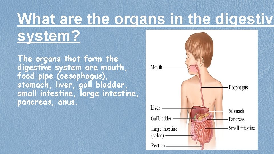What are the organs in the digestive system? The organs that form the digestive