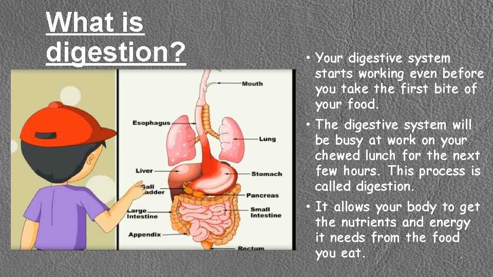 What is digestion? • Your digestive system starts working even before you take the