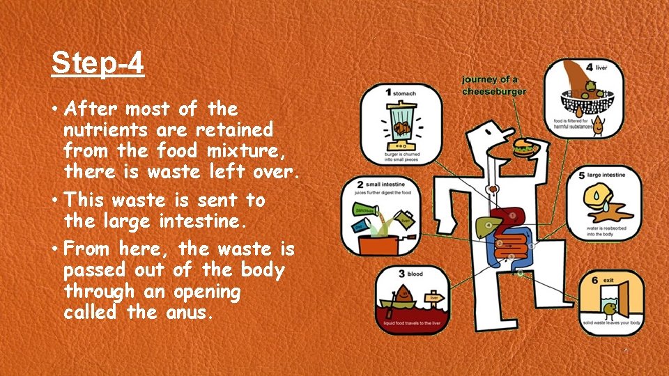 Step-4 • After most of the nutrients are retained from the food mixture, there