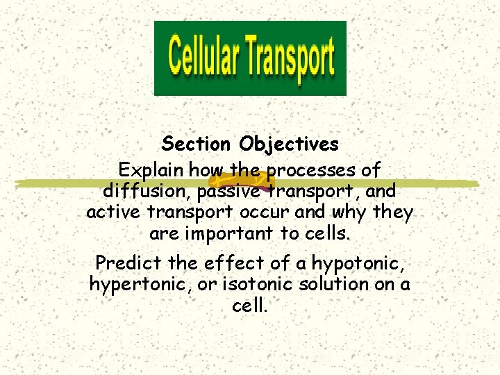 Section Objectives Explain how the processes of diffusion, passive transport, and active transport occur