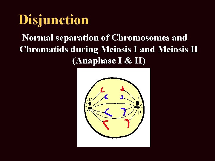 Disjunction Normal separation of Chromosomes and Chromatids during Meiosis I and Meiosis II (Anaphase