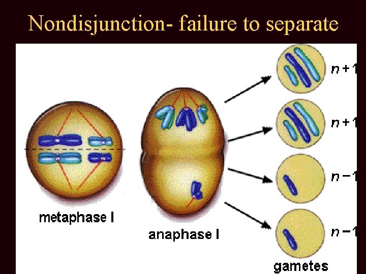 Nondisjunction- failure to separate 