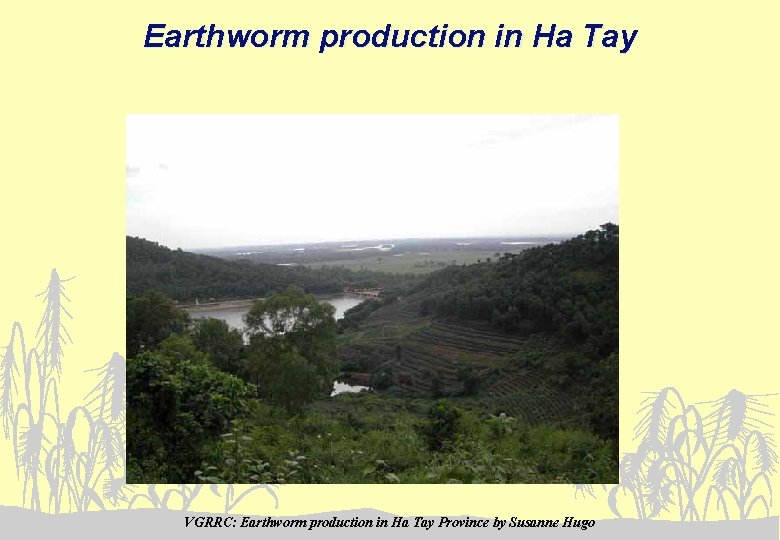 Earthworm production in Ha Tay VGRRC: Earthworm production in Ha Tay Province by Susanne