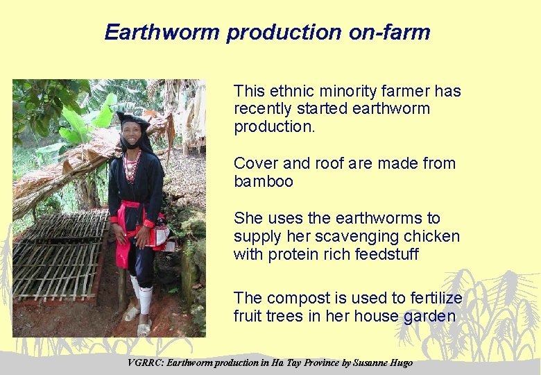Earthworm production on-farm This ethnic minority farmer has recently started earthworm production. Cover and