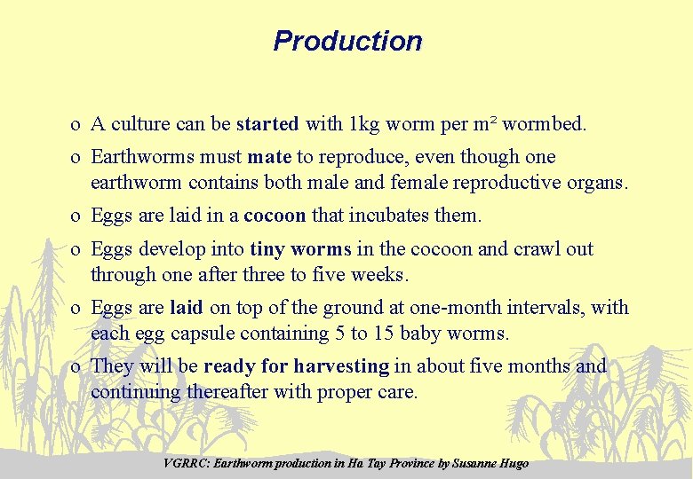 Production o A culture can be started with 1 kg worm per m² wormbed.