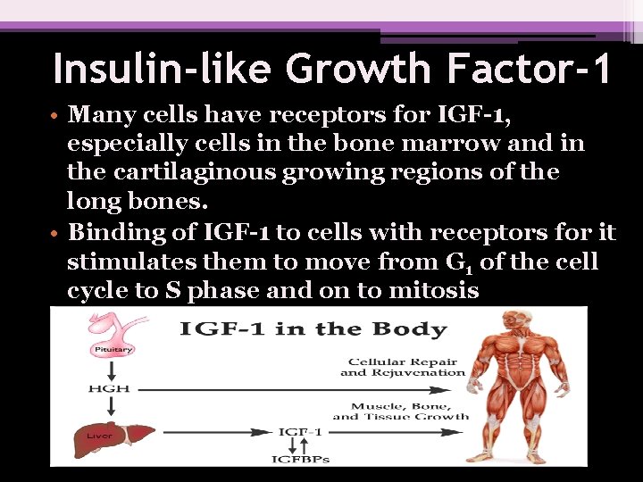 Insulin-like Growth Factor-1 • Many cells have receptors for IGF-1, especially cells in the